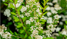Strauchspiere 'Snowmound'