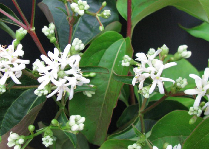 Sieben Söhne des Himmels (Heptacodium miconioides)
