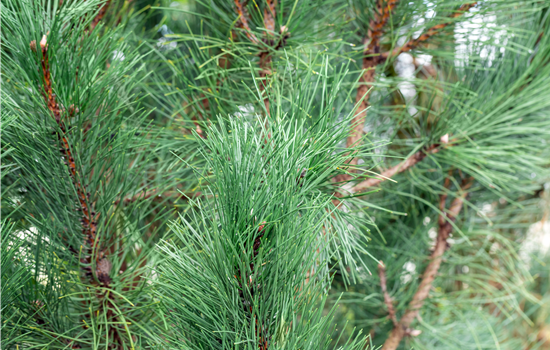 Pinus nigra 'Oregon Green'