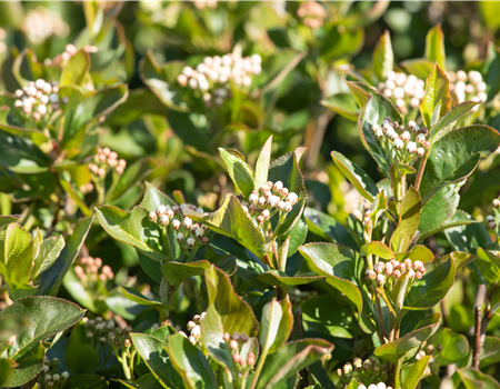 Aronia melanocarpa 'Aron'