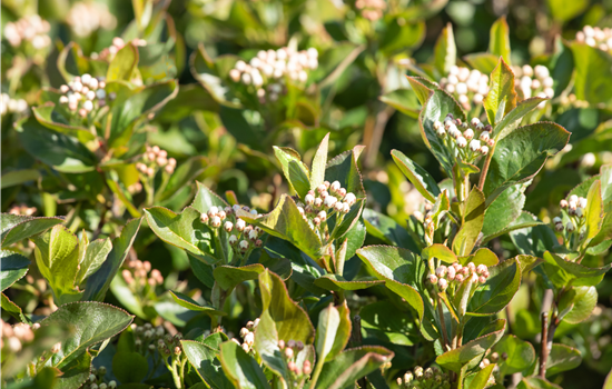 Aronia melanocarpa 'Aron'