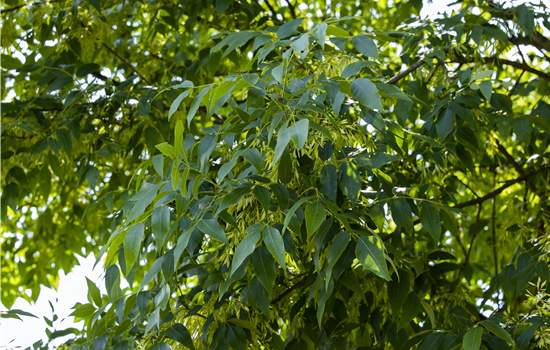 Fraxinus americana