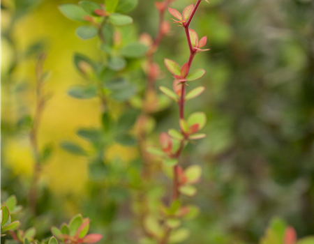 Berberis buxifolia 'Nana'