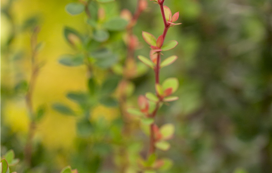 Berberis buxifolia 'Nana'