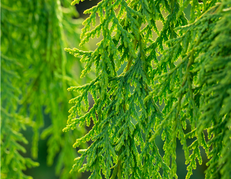 Chamaecyparis nootk. 'Golden Waterfall'