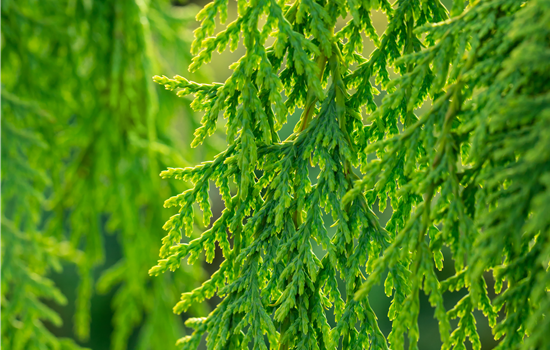 Chamaecyparis nootk. 'Golden Waterfall'