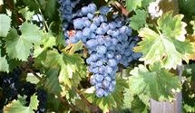 Tafeltraube 'Nero'(s)