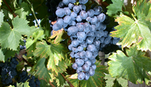 Tafeltraube 'Nero'(s)