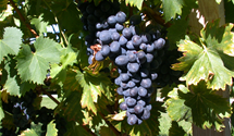 Tafeltraube 'Nero'(s)
