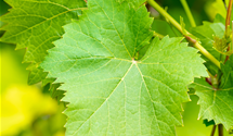 Tafeltraube 'Nero'(s)