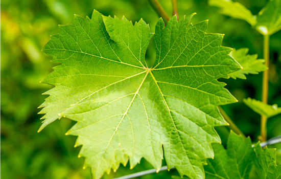 Vitis 'Nero'