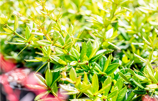 Berberis julianae