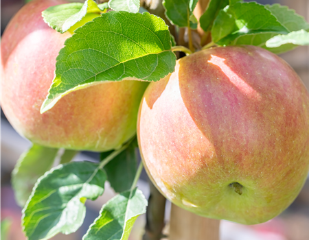 Malus dom. 'Idared' Malus dom. 'Idared'