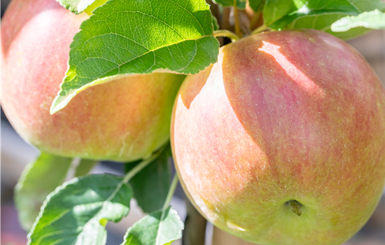 Malus dom. 'Idared' Malus dom. 'Idared'