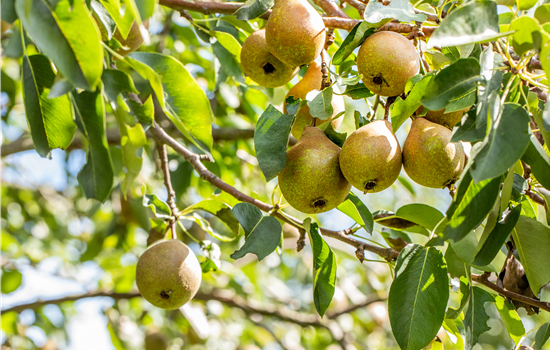 Pyrus com. 'Gute Luise' Pyrus com. 'Gute Luise'