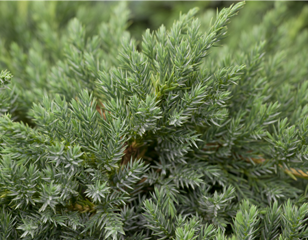 Juniperus squamata 'Blue Carpet' Juniperus squamata 'Blue Carpet'