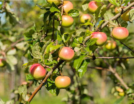 Malus dom. 'Jakob Fischer' Malus dom. 'Jakob Fischer'