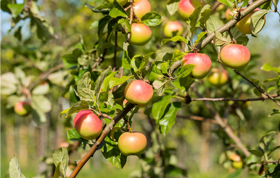 Malus dom. 'Jakob Fischer' Malus dom. 'Jakob Fischer'