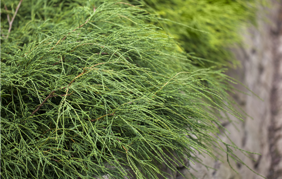 Chamaecyparis pis. 'Filifera Nana'