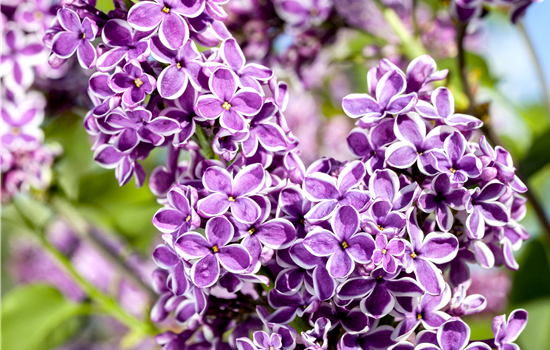 Syringa vulg. 'Sensation'
