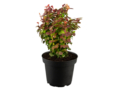 Berberis thunbergii 'Lutin Rouge'
