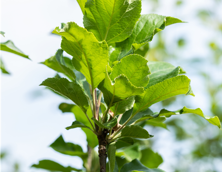 Malus dom. 'James Grieve' Malus dom. 'James Grieve'