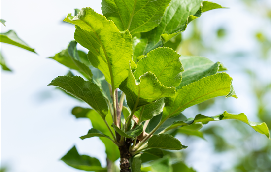 Malus dom. 'James Grieve' Malus dom. 'James Grieve'
