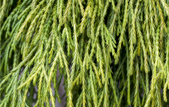 Chamaecyparis pis. 'Filifera Sungold'