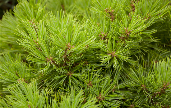 Pinus densiflora 'Low Glow'