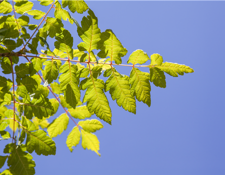 Koelreuteria paniculata