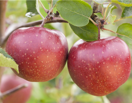 Malus dom. 'Jonagold' Malus dom. 'Jonagold'