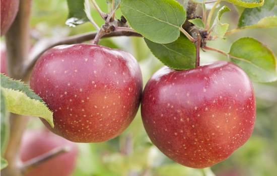 Malus dom. 'Jonagold' Malus dom. 'Jonagold'