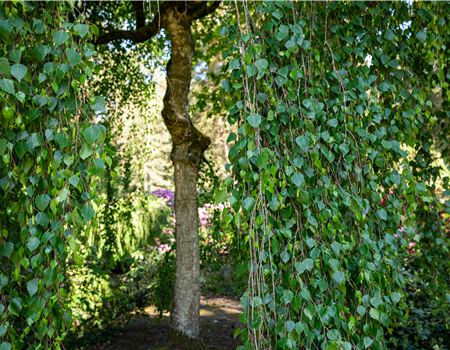 Betula pendula 'Tristis' Betula pendula 'Tristis'