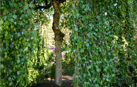 Betula pendula 'Tristis'