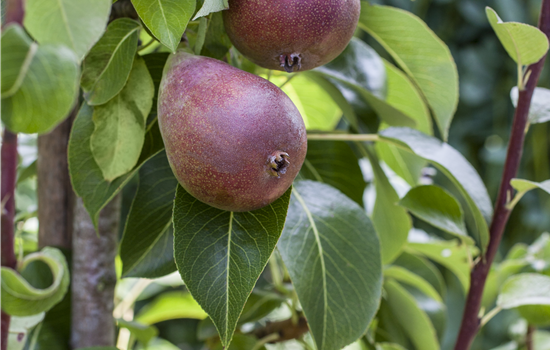 Pyrus com. 'Rote Williams Christ' Pyrus com. 'Rote Williams Christ'
