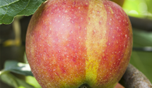Apfel 'Karneval'(s)