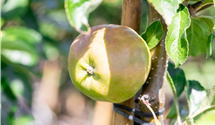 Apfel 'Karneval'(s)