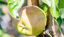 Apfel 'Karneval'(s)