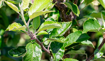 Apfel 'Karneval'(s)