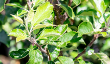 Apfel 'Karneval'(s)