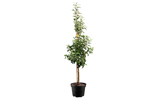 Malus dom. 'Karneval'