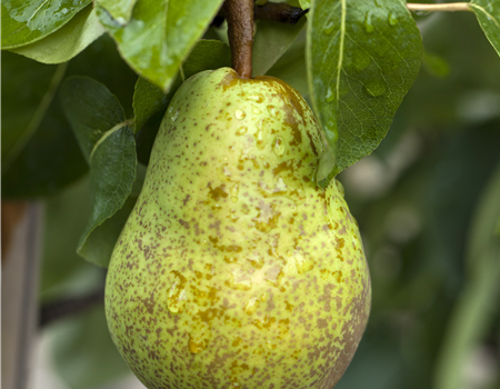 Pyrus com. 'Williams Christ'