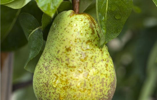 Pyrus com. 'Williams Christ'