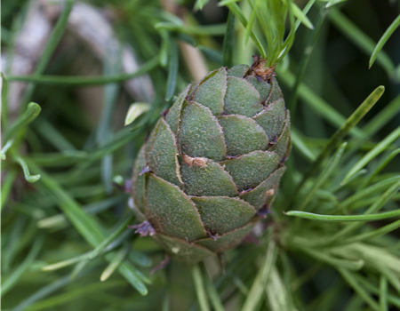 Larix kaempferi Larix kaempferi