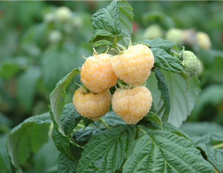 Rubus 'Golden Everest' Rubus 'Golden Everest'