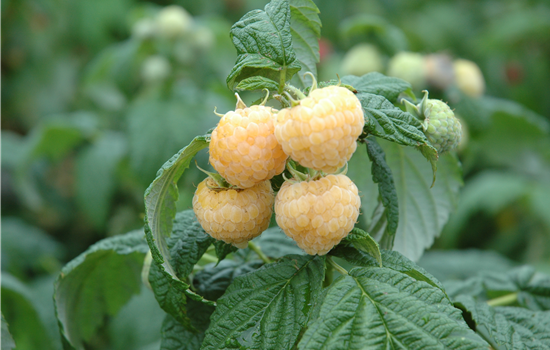 Rubus 'Golden Everest' Rubus 'Golden Everest'