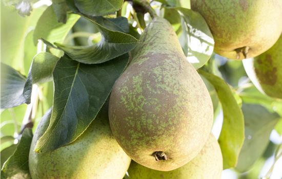Pyrus com. 'Conference'