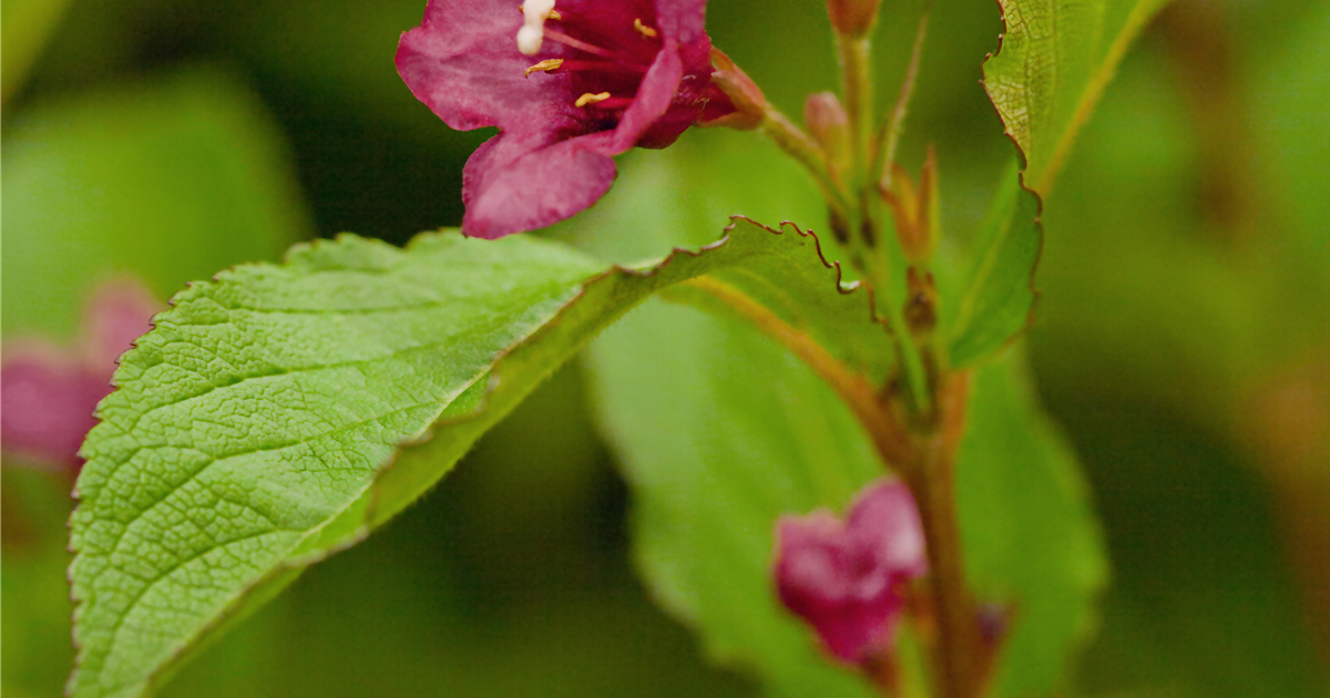 Weigela 'Bristol Ruby'