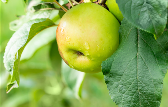 Malus dom. 'Kronprinz Rudolf'