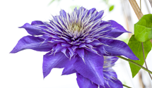 Waldrebe 'Multi Blue'